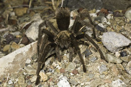 Image of Fresno County Brown Tarantula