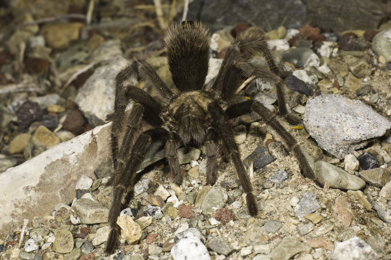 Image of Fresno County Brown Tarantula