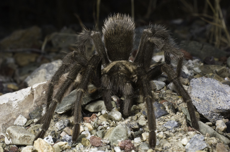 Image of Fresno County Brown Tarantula