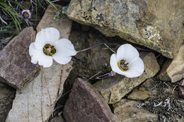 Image de Calochortus bruneaunis A. Nelson & J. F. Macbr.