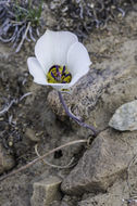 Image de Calochortus bruneaunis A. Nelson & J. F. Macbr.