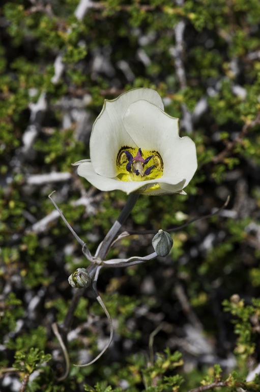 Image de Calochortus bruneaunis A. Nelson & J. F. Macbr.