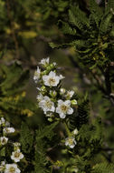 Image of desert sweet