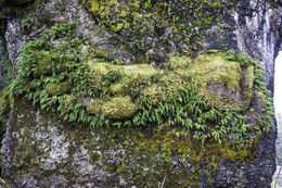 Polypodium glycyrrhiza D. C. Eat.的圖片