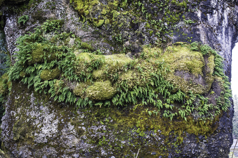 Image of licorice fern