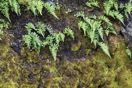 Image of licorice fern