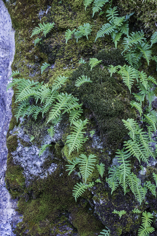 Polypodium glycyrrhiza D. C. Eat.的圖片