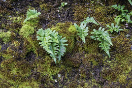 Polypodium glycyrrhiza D. C. Eat.的圖片