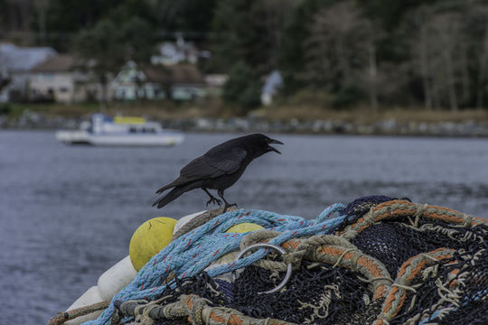 Image of Northwestern Crow