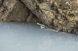 Image of Pacific herring