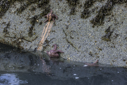 Image of ochre sea star