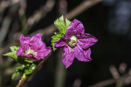 Image of salmonberry