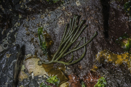 Image of Codium fragile