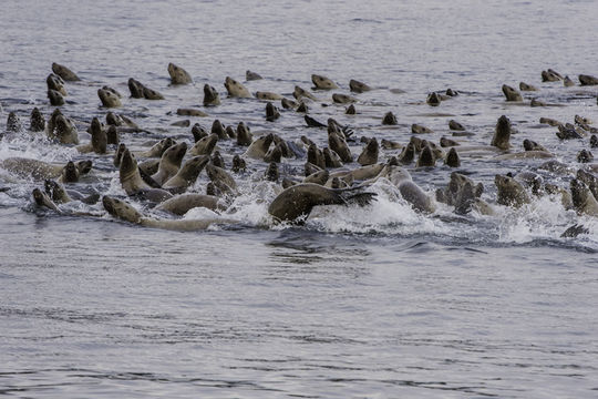 Image of Northern Sea Lion