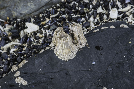 Image of thatched barnacle