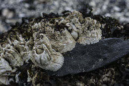 Image of thatched barnacle