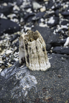 Image of thatched barnacle