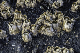 Image of thatched barnacle