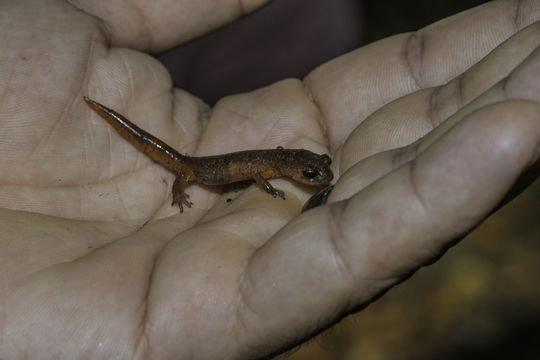 Image of Common Ensatina