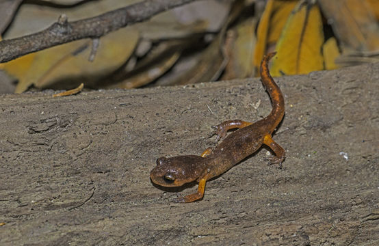 Image of Common Ensatina