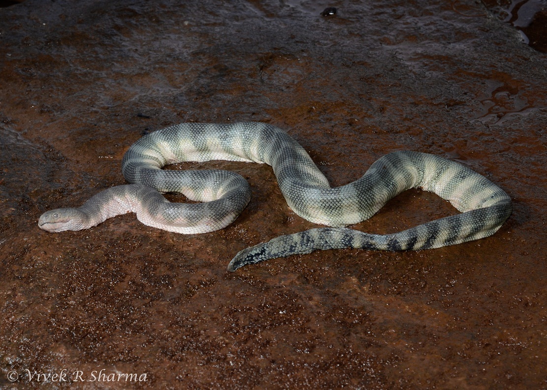 Image of Common or beaked seasnake