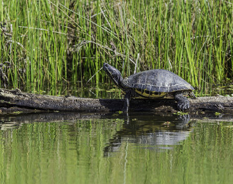 Image of Cumberland Slider