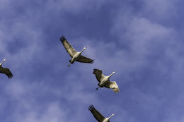 Image of sandhill crane