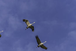 Image of sandhill crane
