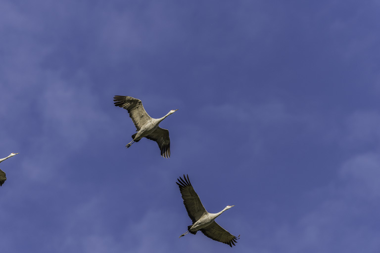 Image of sandhill crane