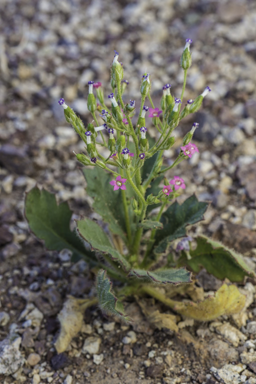 Image of broad-leaf gilia