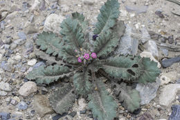 Image of broad-leaf gilia