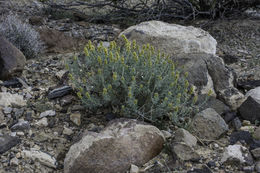 Image of white bursage