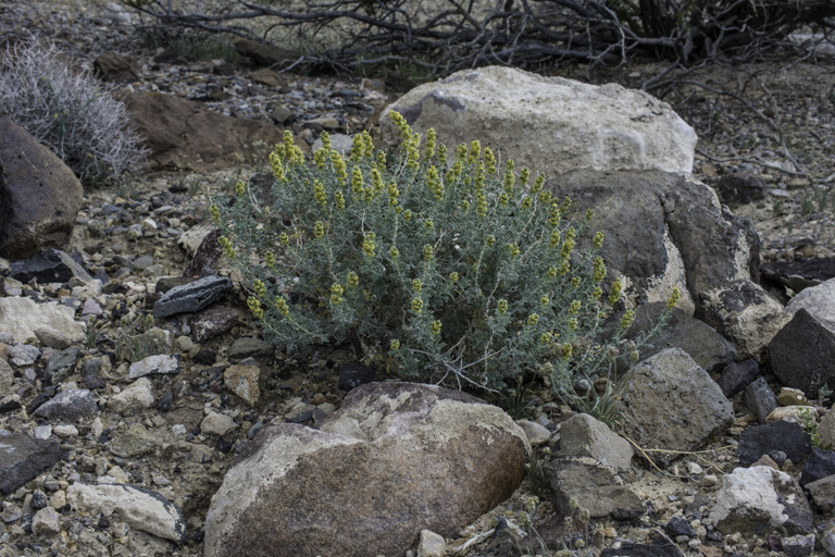 Ambrosia dumosa (A. Gray) Payne的圖片