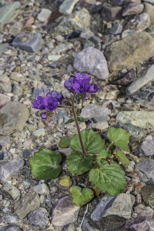 Image of calthaleaf phacelia