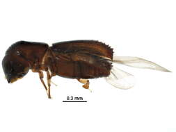 Image of Xyleborinus