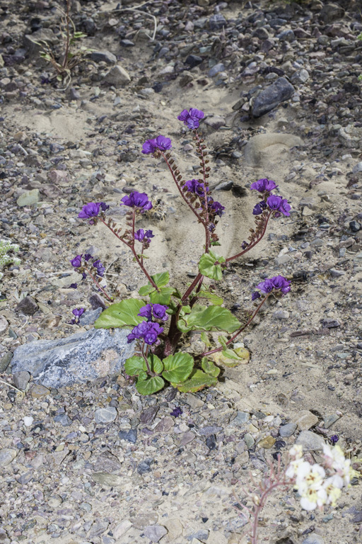 Image of calthaleaf phacelia