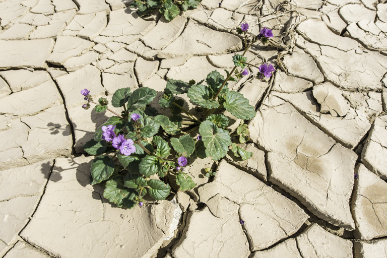 Image of calthaleaf phacelia