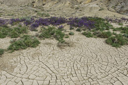 Image of calthaleaf phacelia