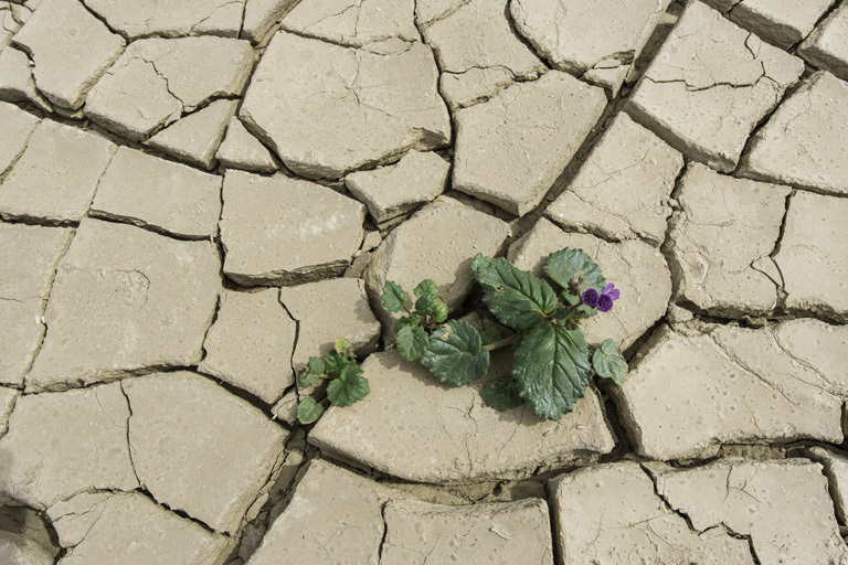 Image of calthaleaf phacelia