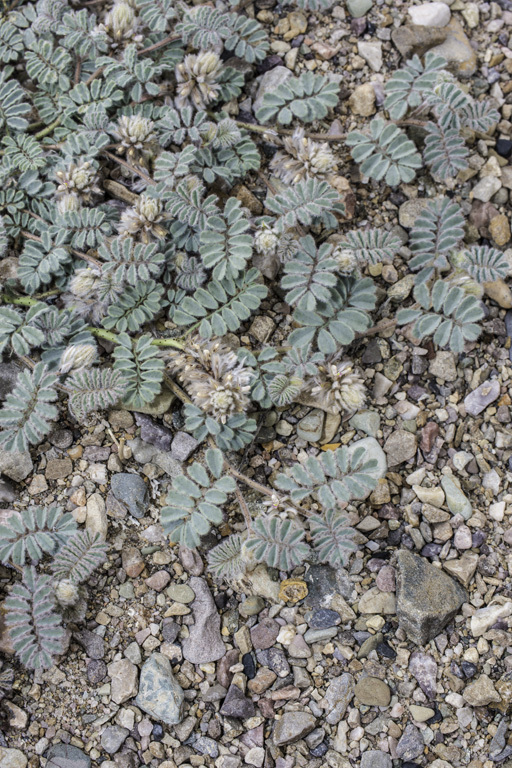 Image of hairy prairie clover