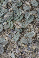 Image of hairy prairie clover