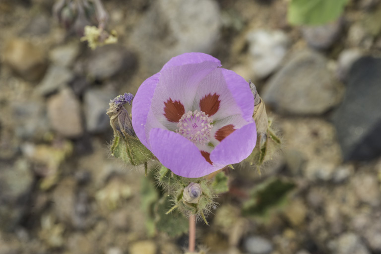 Imagem de Eremalche rotundifolia (A. Gray) Greene