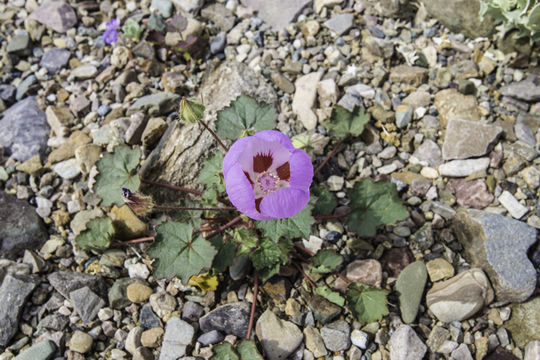 Imagem de Eremalche rotundifolia (A. Gray) Greene