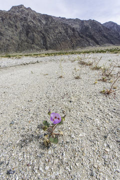 Imagem de Eremalche rotundifolia (A. Gray) Greene