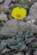 Imagem de Eschscholzia glyptosperma Greene