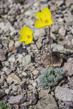 Image of desert poppy