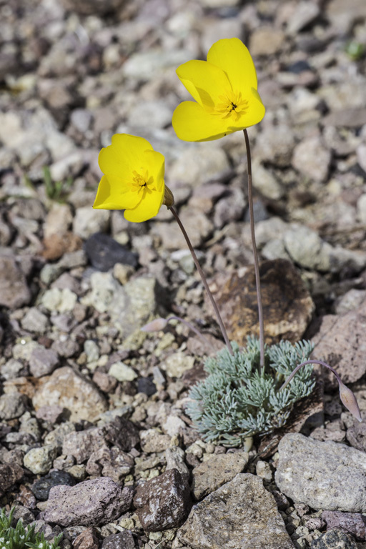 Imagem de Eschscholzia glyptosperma Greene