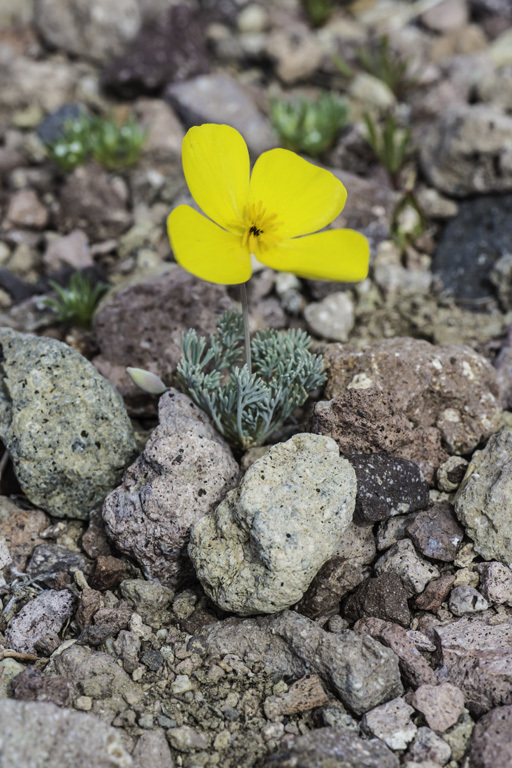 Image of desert poppy