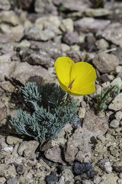 Image of desert poppy