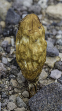 Image of Desert shaggy mane